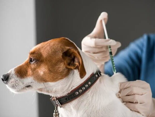 Invita Gobierno de Tecate a vacunar a perros y gato contra la rabia