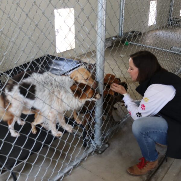 Canaliza Secretaría de Medio Ambiente denuncias de maltrato animal para rescate de mascotas